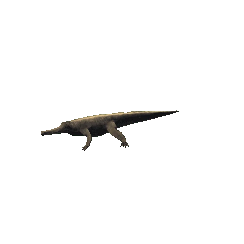 Machimosaurus Variation-1